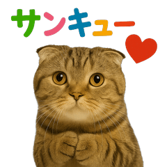 日常使い　猫がそばにいる