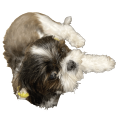 黄昏れターちゃん2