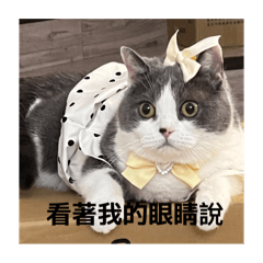 貓咪的日常用語（實用篇）