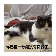 貓貓版情侶實用對話