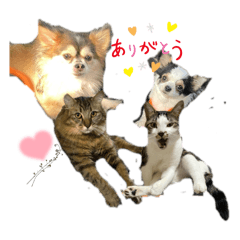 pochi_20250906103927