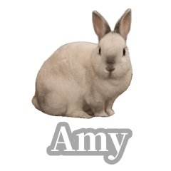 Amy-san