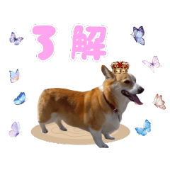 KING of Welsh Corgi