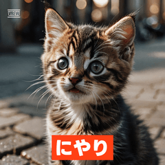 Kitten Daily Reactions – Stickers LINE | LINE STORE