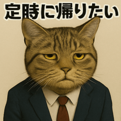 Office Life of Chubby Brown Cat