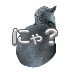 Chako Chako everyday