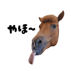 表情豊かな馬たち