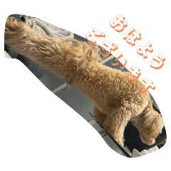puusyan_20250907025129