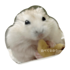 kinako_20250907115204