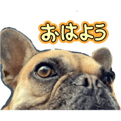 Meeko_20250907133100