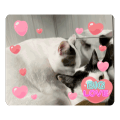 Little kitty cats day