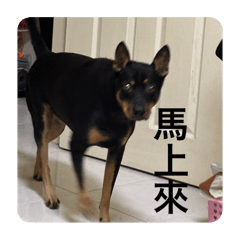 小黑嘿嘿嘿嘿嘿嘿嘿嘿嘿嘿嘿狗哥