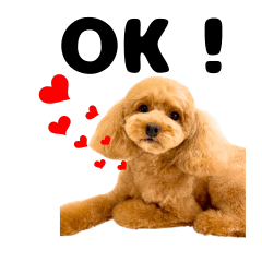 Cute Relaxed Dog's Daily Life