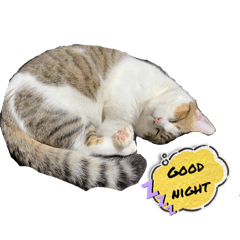 沈咪咪的日常生活