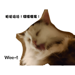 OMG貓咪好可愛