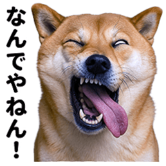 Funny Dog Faces: 40 Sticker Quotes!