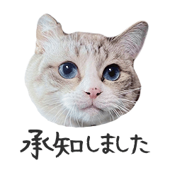 ぺぺときどきドム