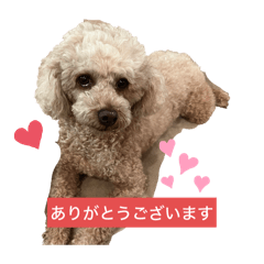Gen Pochi - 2
