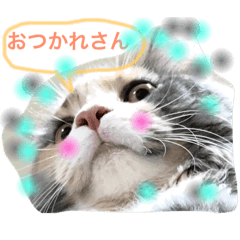 chouchou cat