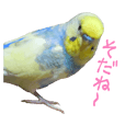可愛すぎるセキセイインコ写真 実用的 Line スタンプ Line Store