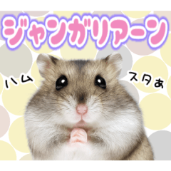 ジャンガリアンハムスターの日常.