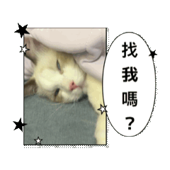 萌貓小布の日常1