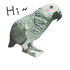 The Cute Parrot