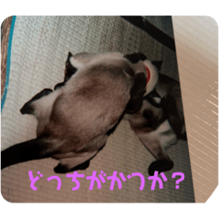 cat mimi_20250908051245