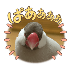 kinako_20250908065134