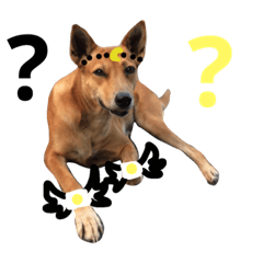 Magic Dogs