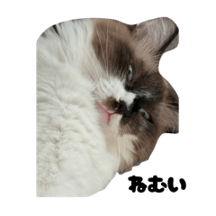 Harry_20250908145259