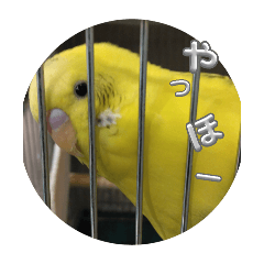 parakeet hutaba stamp