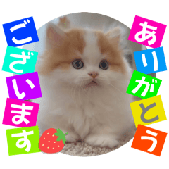 Shigeyuki koketsu_20250908184839