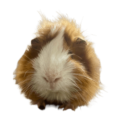 ㄑㄧㄡˊㄑㄧㄡˊ