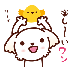 マルチーズ_たのしい日常