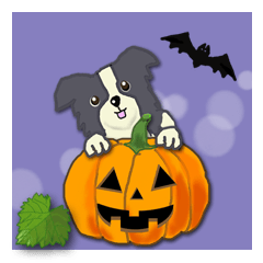 late summer for Border Collies