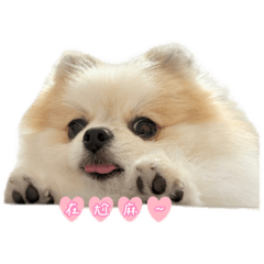 Oreo 日常表情包