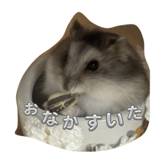 mochi_20250908203333
