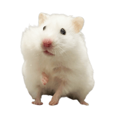 イカちゃんとしらたきちゃんスタンプ⑤