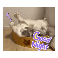 SERINA_20250909174818