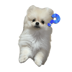 momoko_20250908230843