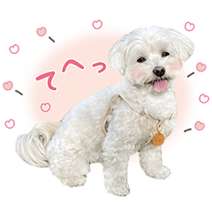 ほんわかマルプー