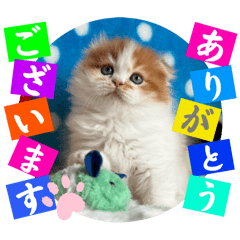 Shigeyuki koketsu_20250908203843