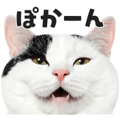 猫の顔がどーん！ ２