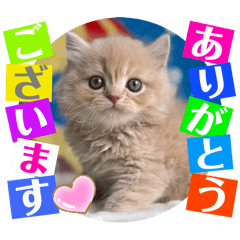 Shigeyuki koketsu_20250908230929