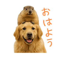 Golden Retriever and Marmot