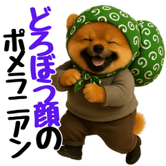 どろぼう顔のポメラニアン