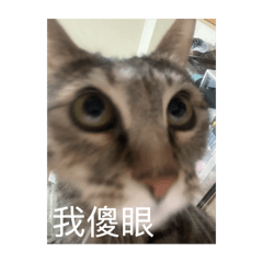 HoGa胖炭嚕-日常社畜篇