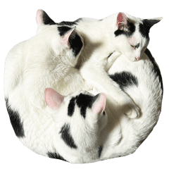 The Sudo family cats