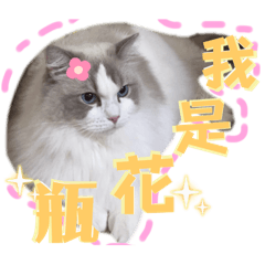 我家有4寶 4寶在我家